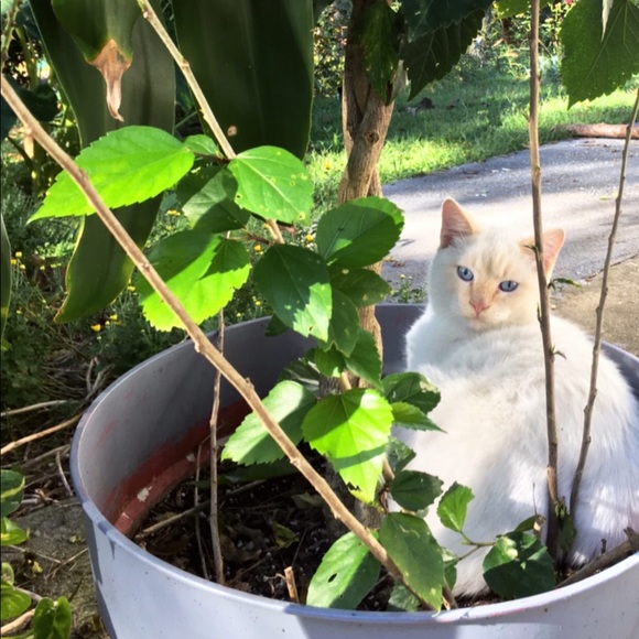 ๐๐๐๐ฉ ๐ฎ๐ค๐ช๐ง ๐๐ค๐จ๐๐๐ง, ๐๐๐ฎ๐ฃ๐ ๐ฆ - Picture 4 of 5